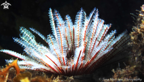 A Sabellastarte australiensis | Featherduster worm