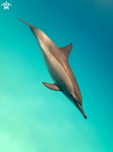A Spinner Dolphin