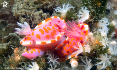 A Ceratosoma amoenum | Sweet Ceratosoma