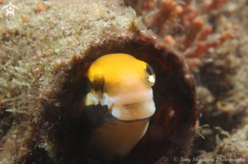 A Brown Sabretooth Blenny 