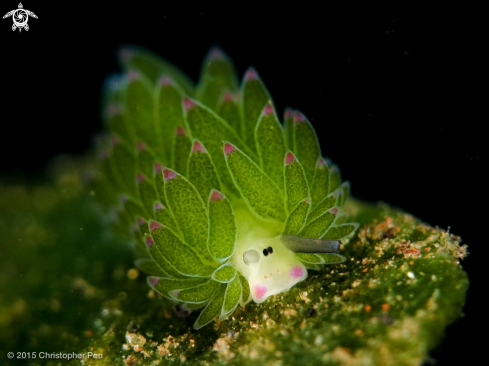 A Costasiella sp | Costasiella sp