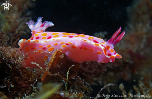 A Ceratosoma amoenum | Sweet Ceratosoma