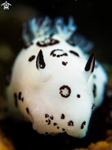 A Jorunna funebris | Nudibranch