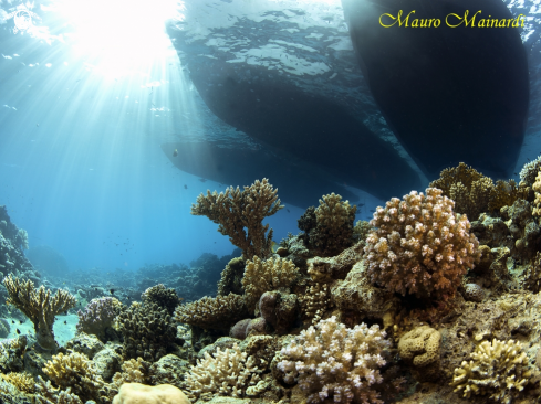 A Reef panorama