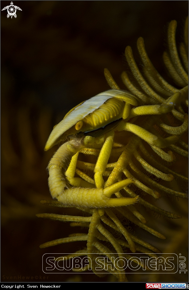 A crinoid squad lobster