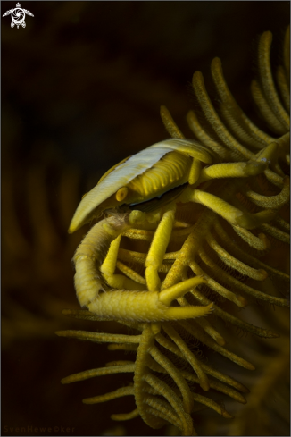 A crinoid squad lobster