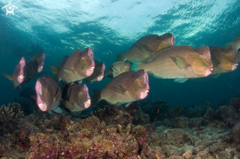 A underwater creature