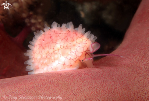 A Margovula bimaculata | Banded egg cowry