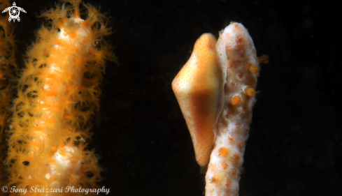 A Cuspivolva draperi | Draper's Egg Cowry