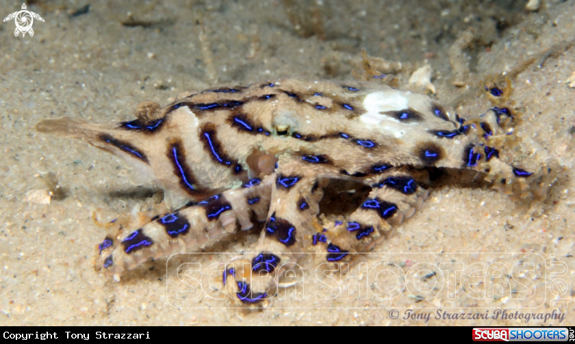 A Blue-lined Octopus