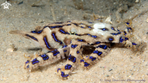 A Hapalochlaena fasciata  | Blue-lined Octopus