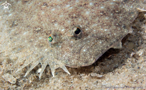 A Pseudorhombus jenynsii | Small Tooth Flounder