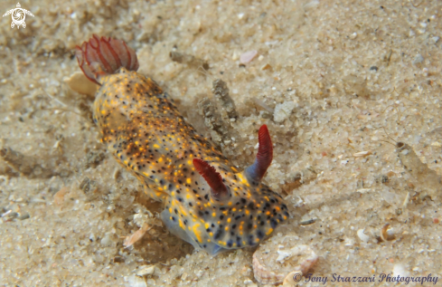 A Hypselodoris obscura | Obscure Hypselodoris