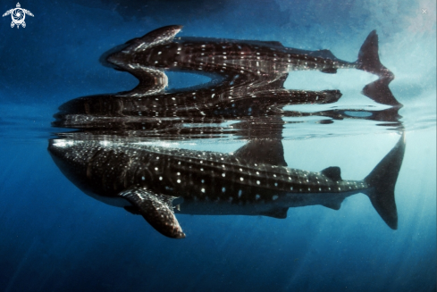 A Whale shark