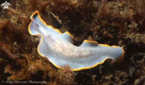 A Cycloporus venetus | Blue flatworm