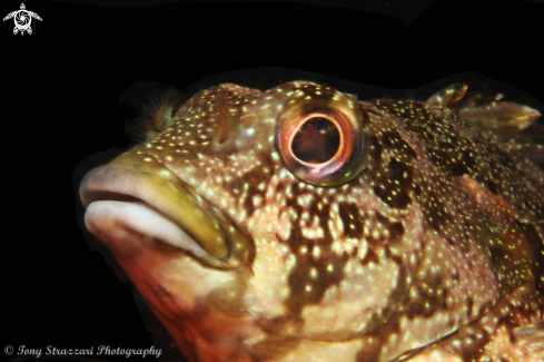 A Kelpfish