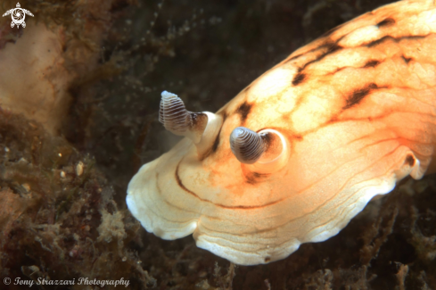 A Aphelodoris varia | Pancake Aphelodoris