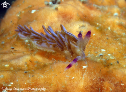 A Pteraeolidia ianthina | Pteraeolidia ianthina