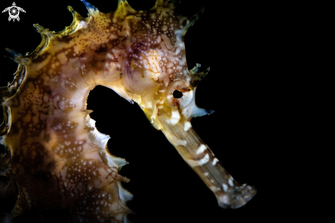 A Seahorse