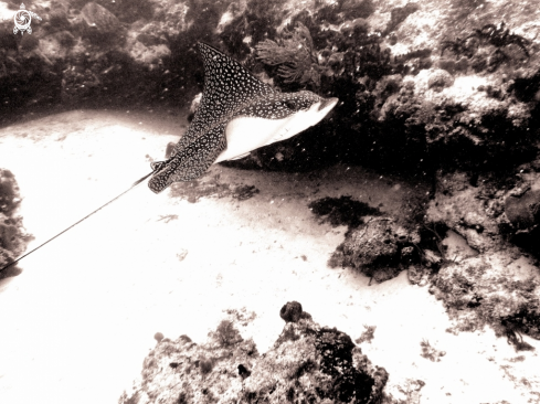 A Eagle Ray