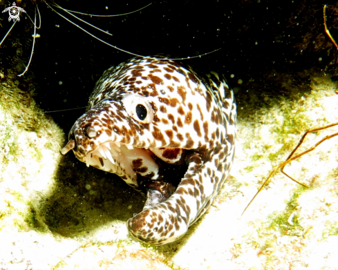 A Moray