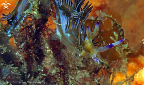 A Pteraeolidia ianthina | Pteraeolidia ianthina