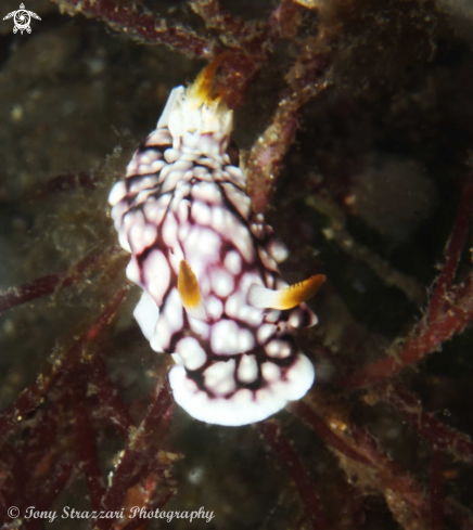 A Goniobranchus geometrica | Geometic Chromodorid