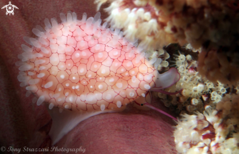 A Prionovula brevis | Prionovula brevis