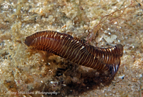 A Philinopsis lineolata | Striped Philinopsis