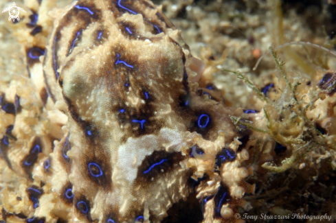 A Hapalochlaena fasciata  | Blue-lined Octopus