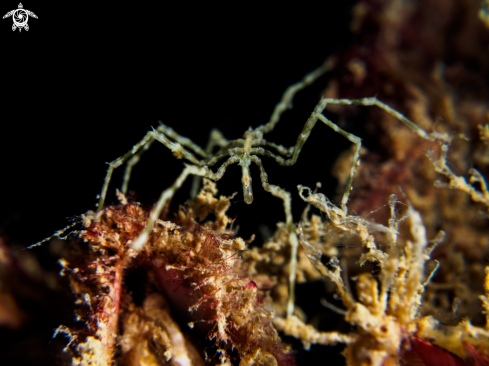 A Anoplodactylus sp. | Sea Spider