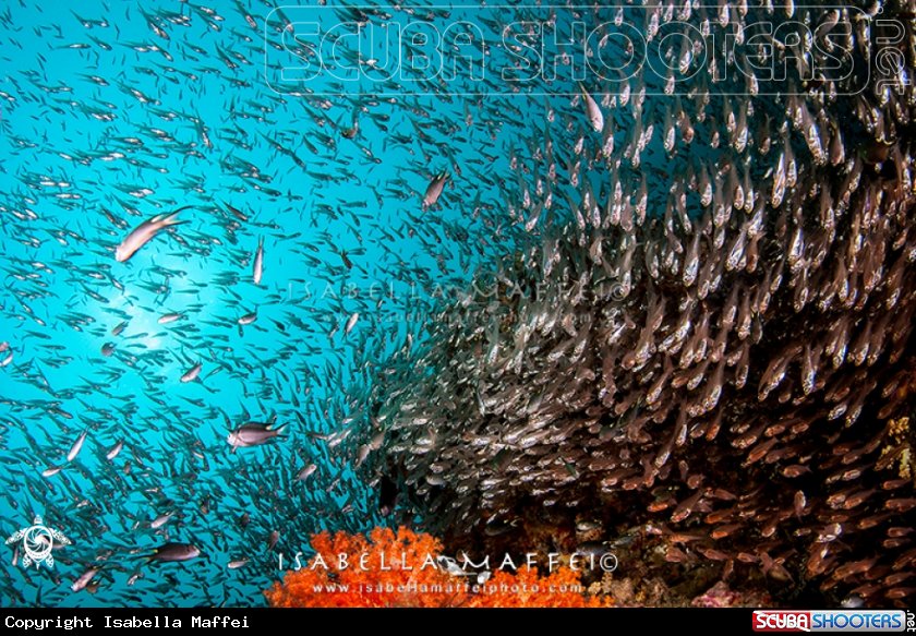 A school of fish