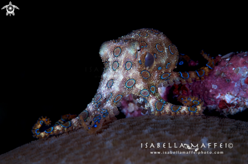 A Hapalochlaena lunulata | Blu ring octopus