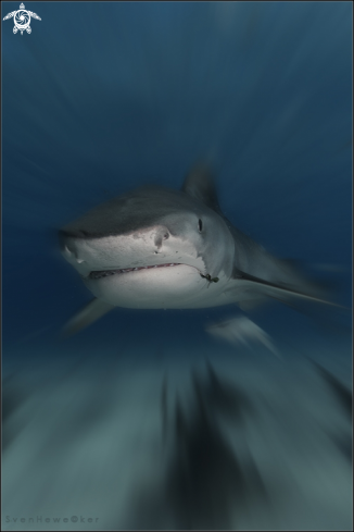 A tigershark