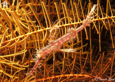 A Solenostomus Paradoxus | Ornate Ghost Pipefish