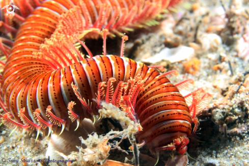 A Eunice sp. | Polychaete Worm