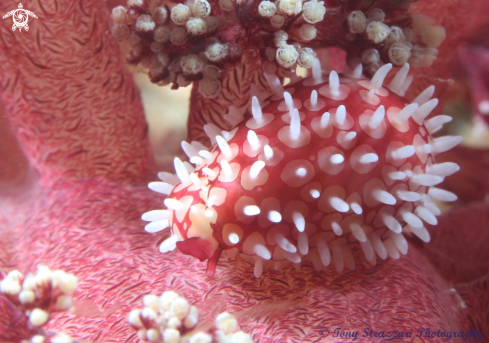 A Wilson's Banded cowry