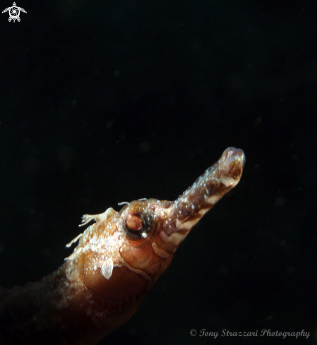 A Festucalex cinctus | Girdled Pipefish