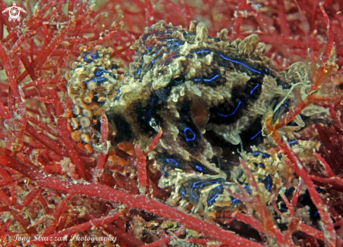 A Hapalochlaena fasciata  | Blue-lined Octopus