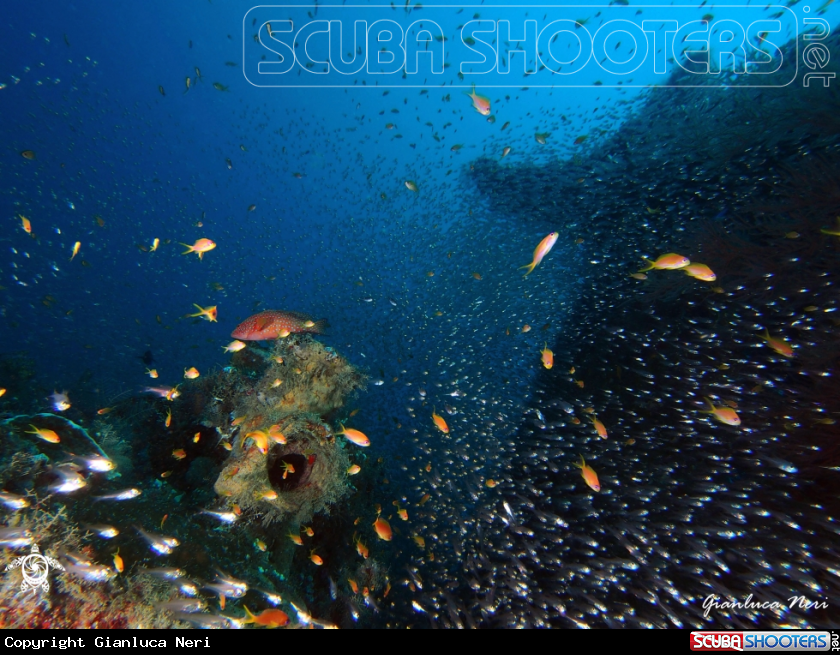 A Anthias, glassfishes