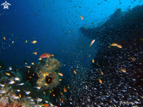 A Anthias, glassfishes