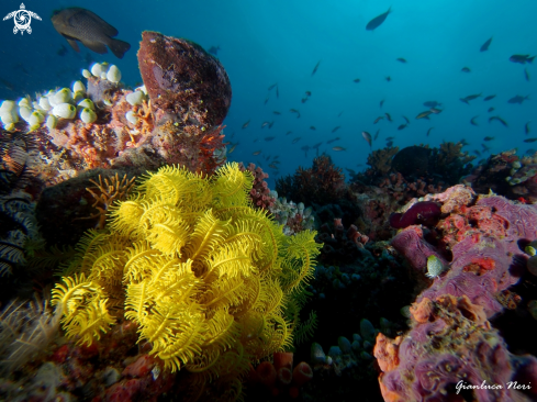 A Crinoide