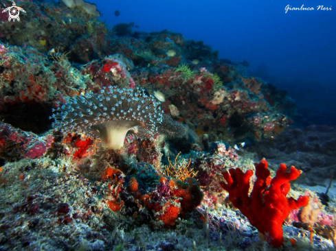 A Soft coral