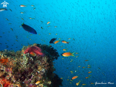 A Coral grouper, anthias, glassfishes