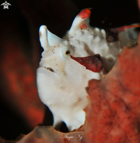 A Frogfish