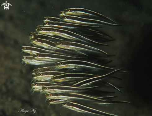 A Juvenile Striped Cat Fish 