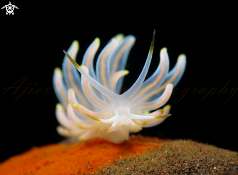 A nudibranch 