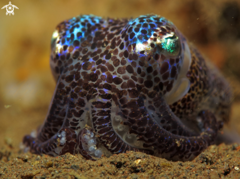 A bobtail squid 