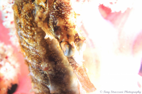 A Hippocampus whitei | White's seahorse