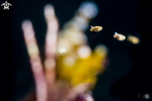 A ideomysis with the sexy shrimp in the background